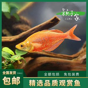 常見熱帶觀賞魚名稱配圖片：寶蓮燈魚學(xué)名為cheirodcoaxclrodi