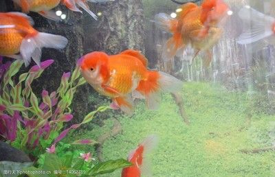 常見熱帶小型觀賞魚類：哪些品種的魚適合養(yǎng)在水族箱中？ 水族館百科（水族館加盟） 第3張