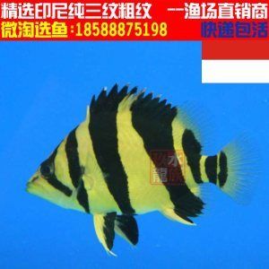 三紋虎魚貴嗎值得養(yǎng)嗎：三紋虎魚值得養(yǎng)嗎， 印尼三紋虎 第3張