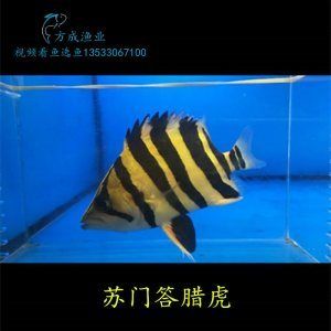 三紋虎魚貴嗎值得養(yǎng)嗎：三紋虎魚值得養(yǎng)嗎， 印尼三紋虎 第1張