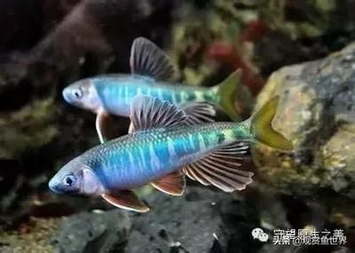 常見的冷水觀賞魚類：冷水觀賞魚有哪些種類？ 一方水族 第1張