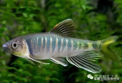 常見的冷水觀賞魚類：冷水觀賞魚有哪些種類？ 一方水族 第3張