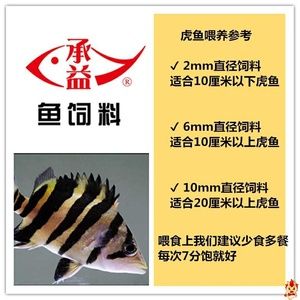 6厘米虎魚(yú)一天喂幾次飼料：6厘米的虎魚(yú)一天喂幾次飼料 虎魚(yú)百科 第3張