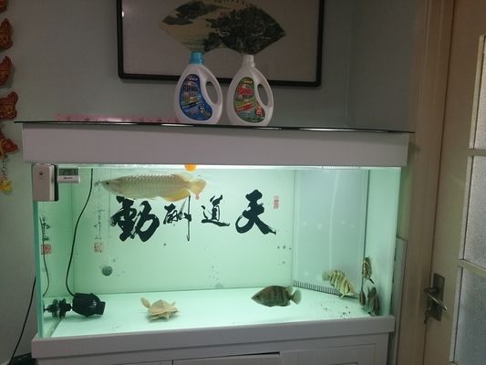 虎魚(yú)不喂會(huì)死嗎：虎魚(yú)不吃會(huì)死嗎