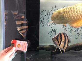 印尼虎魚溫度20度：關于印尼虎魚適宜水溫的具體信息