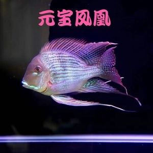 元寶鳳凰魚和什么魚能混養(yǎng)一起：元寶鳳凰魚和什么魚能混養(yǎng)一起呢？ 進口元寶鳳凰魚 第2張