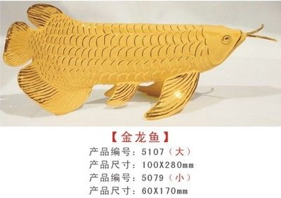 立達金龍魚怎么那么貴呢 立達金龍魚 第2張