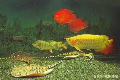 魟魚和什么魚一起養(yǎng)：穗魚和什么魚一起養(yǎng) 魟魚百科 第1張