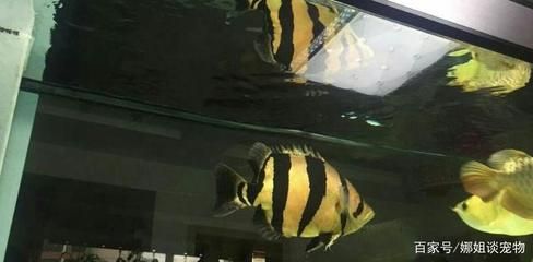 泰國虎魚飼養(yǎng)方法及溫度視頻：泰國虎魚的飼養(yǎng)方法及溫度視頻 泰國虎魚 第2張