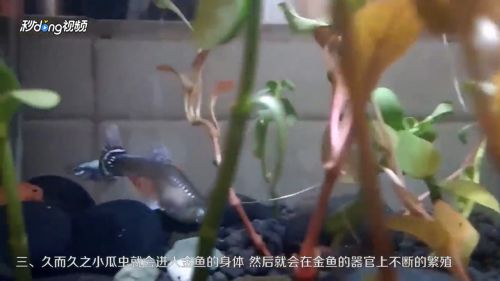 虎魚(yú)身上有白點(diǎn)流膿：虎魚(yú)身上出現(xiàn)白點(diǎn)和流膿可能是指的小瓜蟲(chóng)?。òc(diǎn)?。? title=