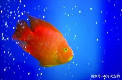 常見小觀賞魚品種：小型觀賞魚品種的小精靈與黑線飛狐小型觀賞魚品種