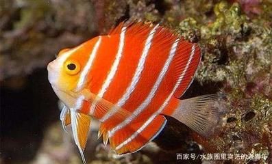 常見小觀賞魚品種：小型觀賞魚品種的小精靈與黑線飛狐小型觀賞魚品種