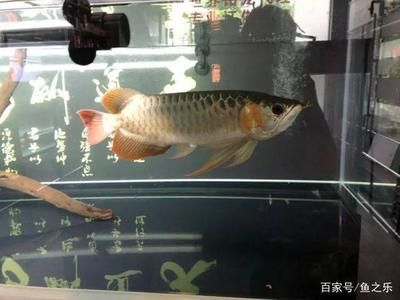 孟吉爾龍魚(yú)總代理是誰(shuí)啊電話多少：孟吉爾龍魚(yú)總代理商 廣州孟吉爾 第1張