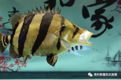 魟魚最低水溫多少度會死亡：魟魚的最低水溫和其他魚類的最低水溫死亡點推測 魟魚百科 第2張