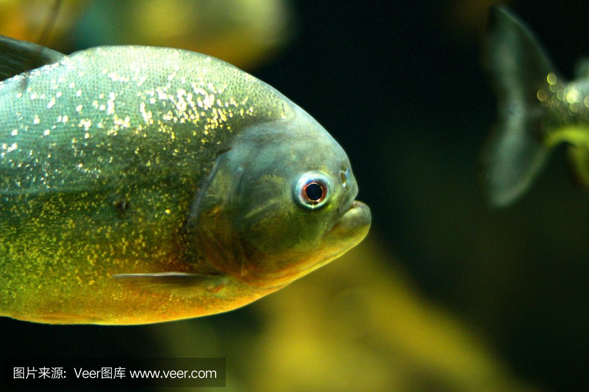 虎魚眼睛內(nèi)白色的眼珠發(fā)黃正常嗎：虎魚的眼睛內(nèi)白色的眼珠發(fā)黃正常嗎