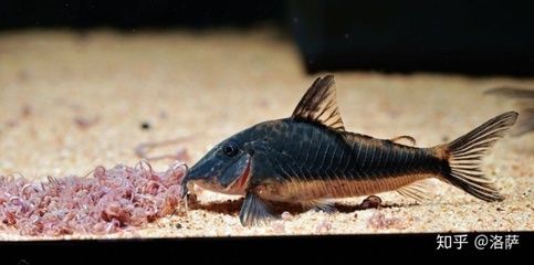 印尼三紋虎魚(yú)壽命多久：印尼三紋虎魚(yú)壽命多久可以活15年印尼三紋虎魚(yú)壽命多久 印尼三紋虎 第3張