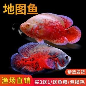 進口元寶鳳凰魚和國產(chǎn)元寶鳳凰魚的區(qū)別是什么：進口元寶鳳凰魚和國產(chǎn)元寶鳳凰魚在形態(tài)上有一定的區(qū)別 進口元寶鳳凰魚 第3張