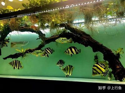 5厘米的虎魚可以吃泥鰍嗎：5厘米的虎魚可以吃泥鰍嗎，