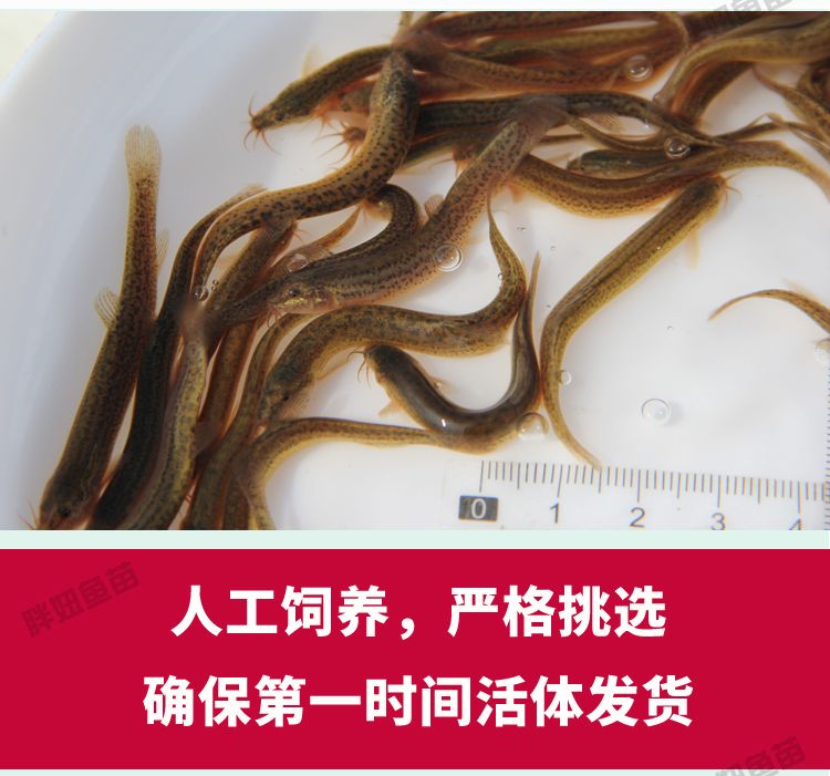 5厘米的虎魚可以吃泥鰍嗎：5厘米的虎魚可以吃泥鰍嗎，