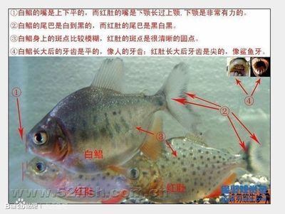 虎魚白毛病怎么治療：虎魚白毛病怎么治療虎魚白毛病治療方法包括以下幾個(gè)步驟 速倍妥魚糧魚藥 第2張