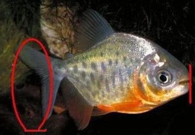 虎魚白毛病怎么治療：虎魚白毛病怎么治療虎魚白毛病治療方法包括以下幾個(gè)步驟