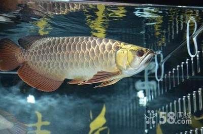 金龍魚 百科：金龍魚百科