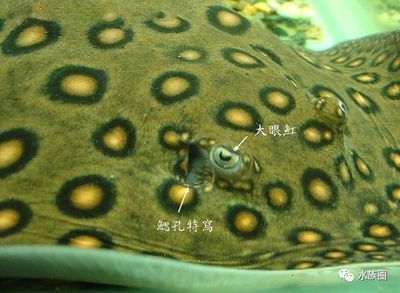 魟魚怎么判斷好壞：如何判斷魟魚好壞需要綜合考慮其基本特征、飼養(yǎng)狀態(tài)