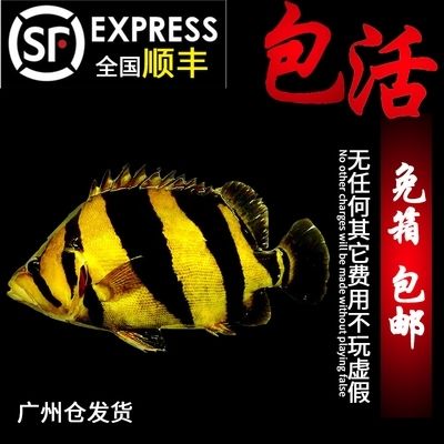 泰虎魚怎么養(yǎng)殖的：養(yǎng)殖泰虎魚需要考慮到魚缸的選擇、水質(zhì)管理、喂食的方式 泰國虎魚 第1張