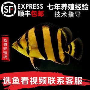 蘇虎魚是哪里的品種圖片及價格：7+天包換蘇門答臘印尼虎虎四紋虎活體虎魚包肚包售價 蘇虎 第1張