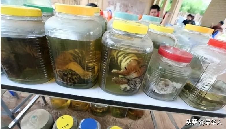 蘇虎魚是哪里的品種圖片及價格：7+天包換蘇門答臘印尼虎虎四紋虎活體虎魚包肚包售價 蘇虎 第2張