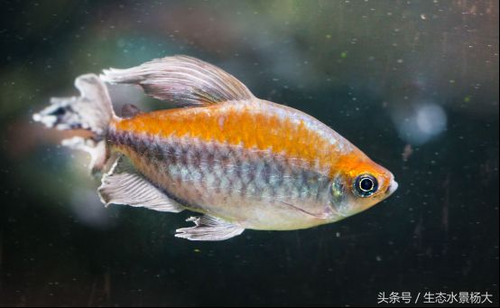 小型觀賞魚種類常見：小型觀賞魚有哪些品種？