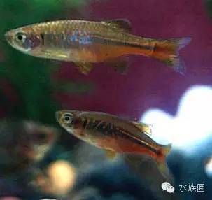 常見的淡水觀賞魚有哪些：常見的淡水觀賞魚 水族館百科（水族館加盟） 第2張