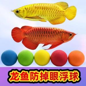 龍魚防掉眼神器怎么用：龍魚防掉眼神器怎么用龍魚防掉眼神器使用方法 龍魚百科