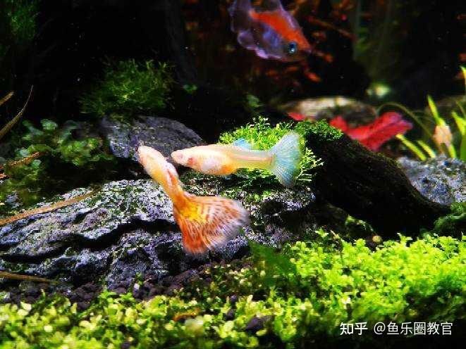 魚缸馬印神燈缸里水發(fā)綠：魚缸水發(fā)綠怎么辦 馬印水族 第4張