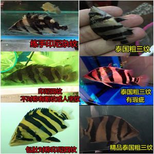 三紋虎魚圖片：三紋虎魚圖片大全