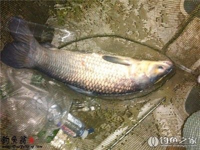 一方水能養(yǎng)多少斤魚：一方水可以養(yǎng)多少斤魚 一方水族 第2張