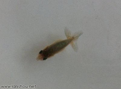 一方水能養(yǎng)多少斤魚：一方水可以養(yǎng)多少斤魚 一方水族 第3張