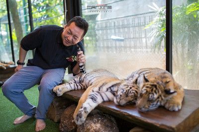 泰北虎與泰虎的區(qū)別：泰北虎和泰虎在外觀、生活習(xí)性和飼養(yǎng)難度上都有所不同