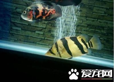 印尼虎跟什么魚(yú)混養(yǎng)：印尼虎魚(yú)與什么魚(yú)混養(yǎng) 虎魚(yú)百科 第1張