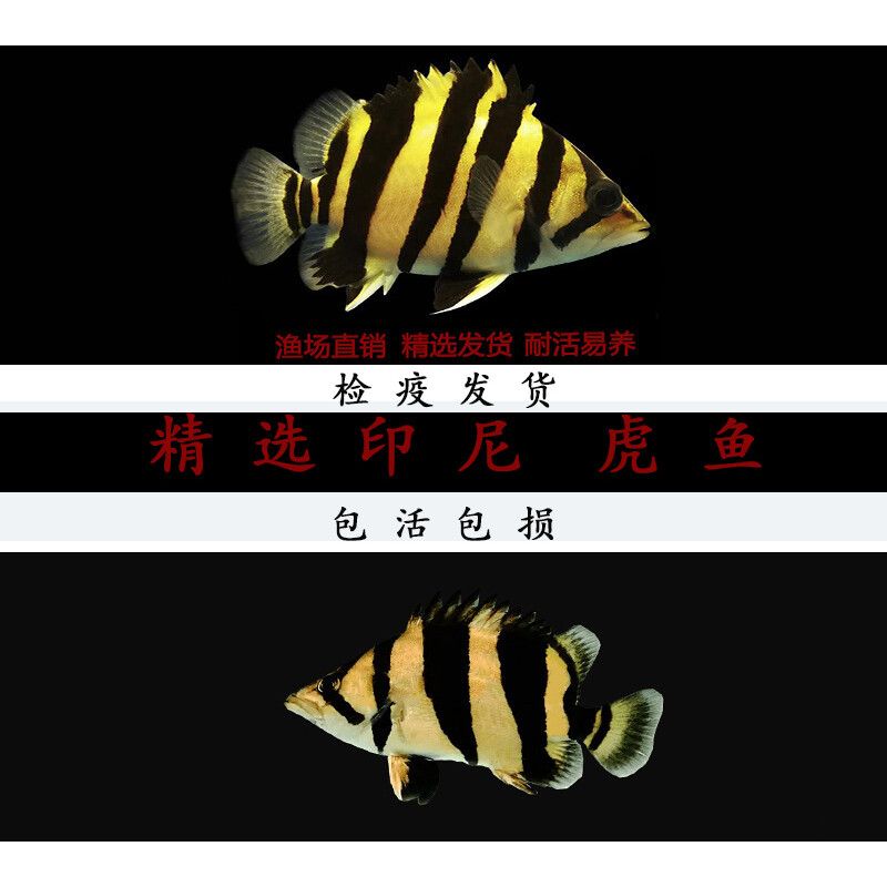 虎魚能養(yǎng)到多大年齡：印尼虎魚和泰國虎魚的壽命因品種而異，但一般來說是飼養(yǎng)要點