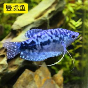 龍魚換水周期多長：龍魚的換水周期可以根據(jù)以下幾個方面進行考慮考慮 龍魚百科 第3張