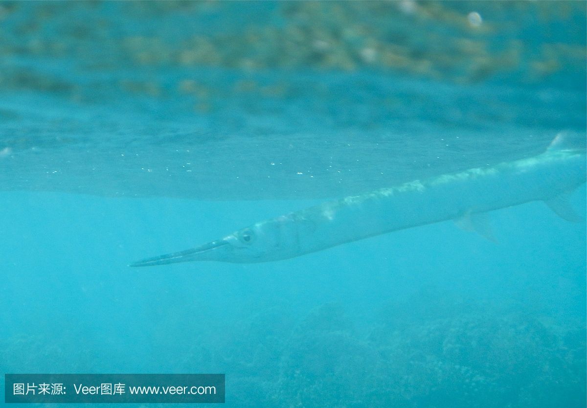 蝠鲼魚和魟魚：蝠鲼魚和魟魚在分類、特征、行為等方面存在明顯的區(qū)別 魟魚百科 第1張