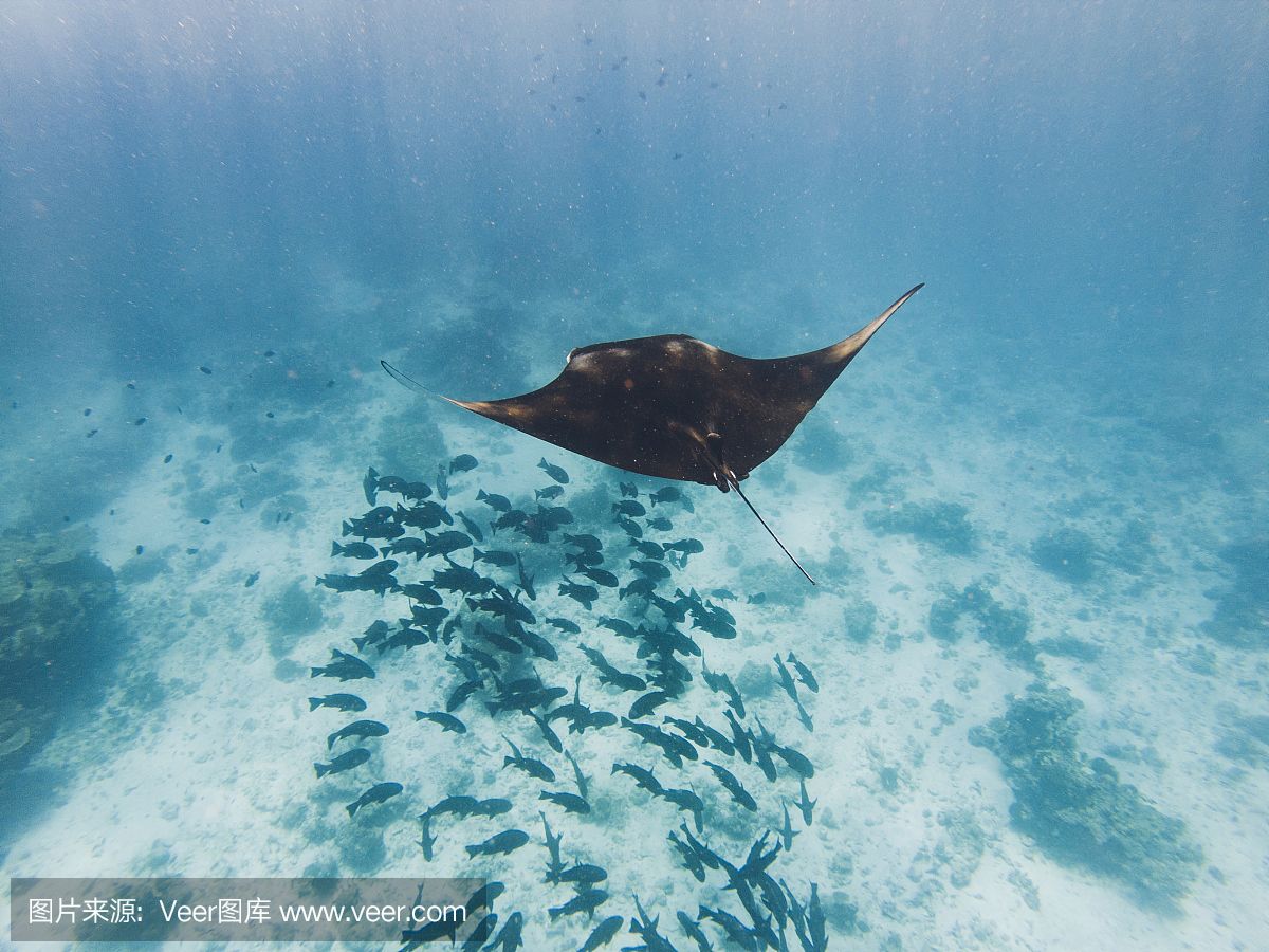 蝠鲼魚和魟魚：蝠鲼魚和魟魚在分類、特征、行為等方面存在明顯的區(qū)別