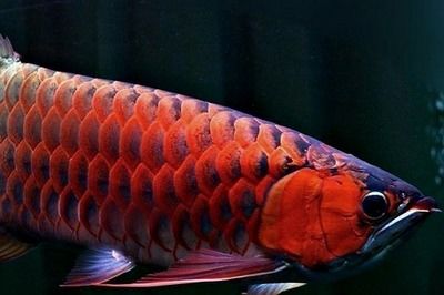 紅龍魚和元寶鳳凰混養(yǎng)怎么樣：紅龍魚和元寶鳳凰可以混養(yǎng)嗎 進(jìn)口元寶鳳凰魚 第3張