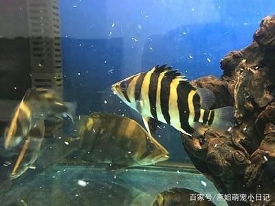 虎魚能不能跟地圖魚混養(yǎng)？：虎魚可以與地圖魚混養(yǎng)嗎？ 虎魚百科 第2張