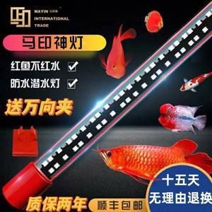 三紋虎魚跟什么搭配養(yǎng)再好：三紋虎魚在混養(yǎng)時(shí)需要考慮到它們的特性，三紋虎魚跟什么搭配養(yǎng)再好 印尼三紋虎 第2張