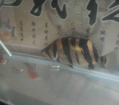 印尼四紋虎魚(yú)挑選：印尼四紋虎魚(yú)的挑選要點(diǎn) 印尼四紋虎 第2張