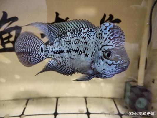 魟魚(yú)尾巴爛了一般幾天恢復(fù)：魟魚(yú)尾巴爛了后的恢復(fù)時(shí)間并不明確但可以從其他癥狀中得到參考信息