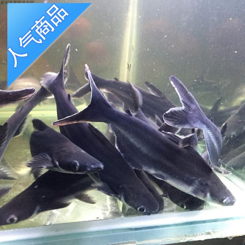 虎魚能活多少年：虎魚的壽命因其品種和生活環(huán)境不同而有所差異