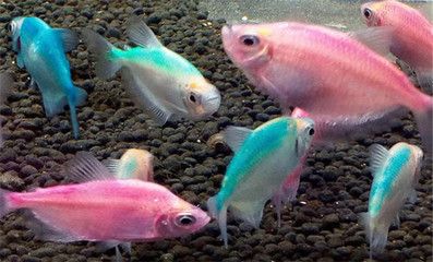 常見熱帶觀賞魚的品種識別：水族箱的種類有哪些？